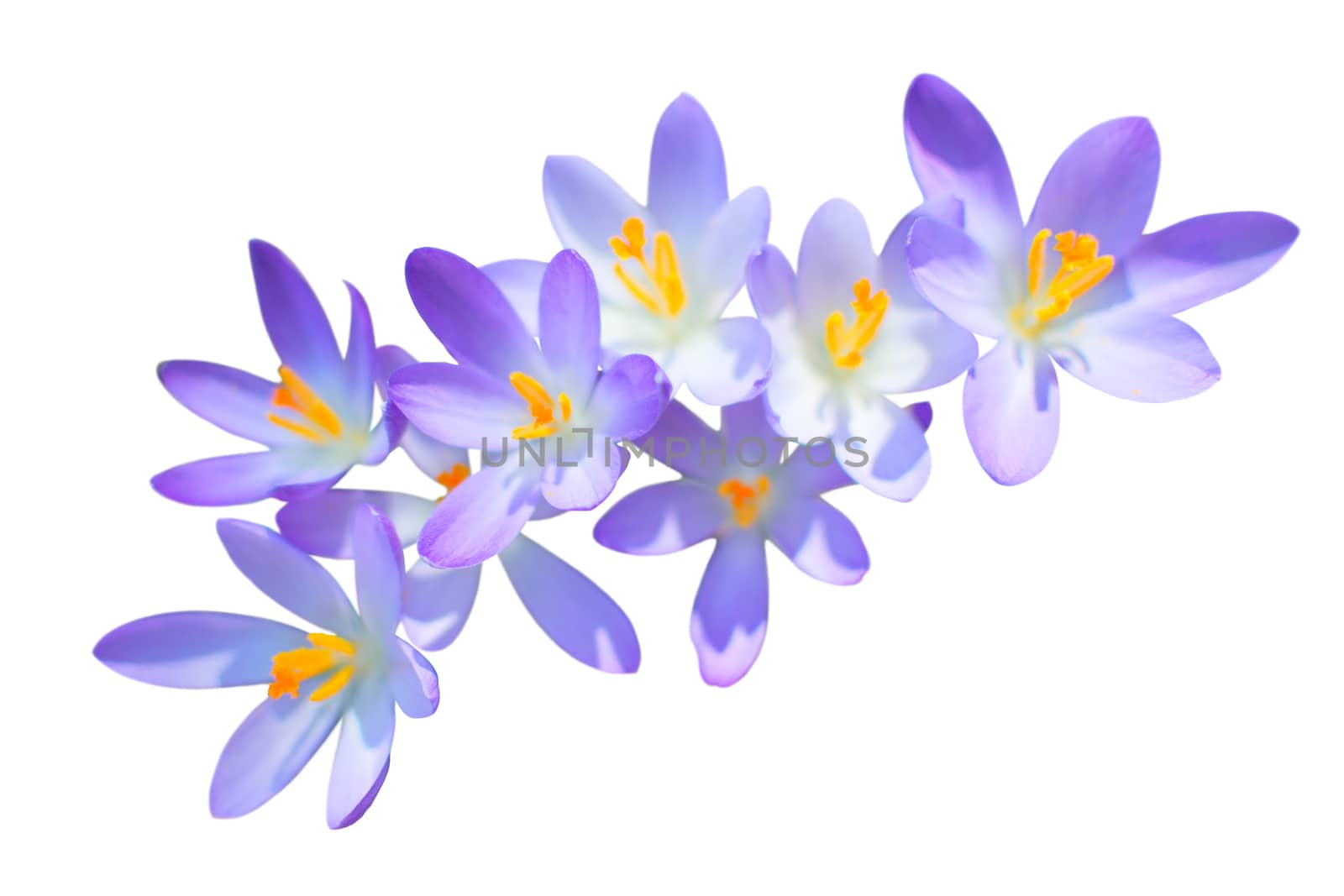 Lilac spring crocus flowers isolated on white