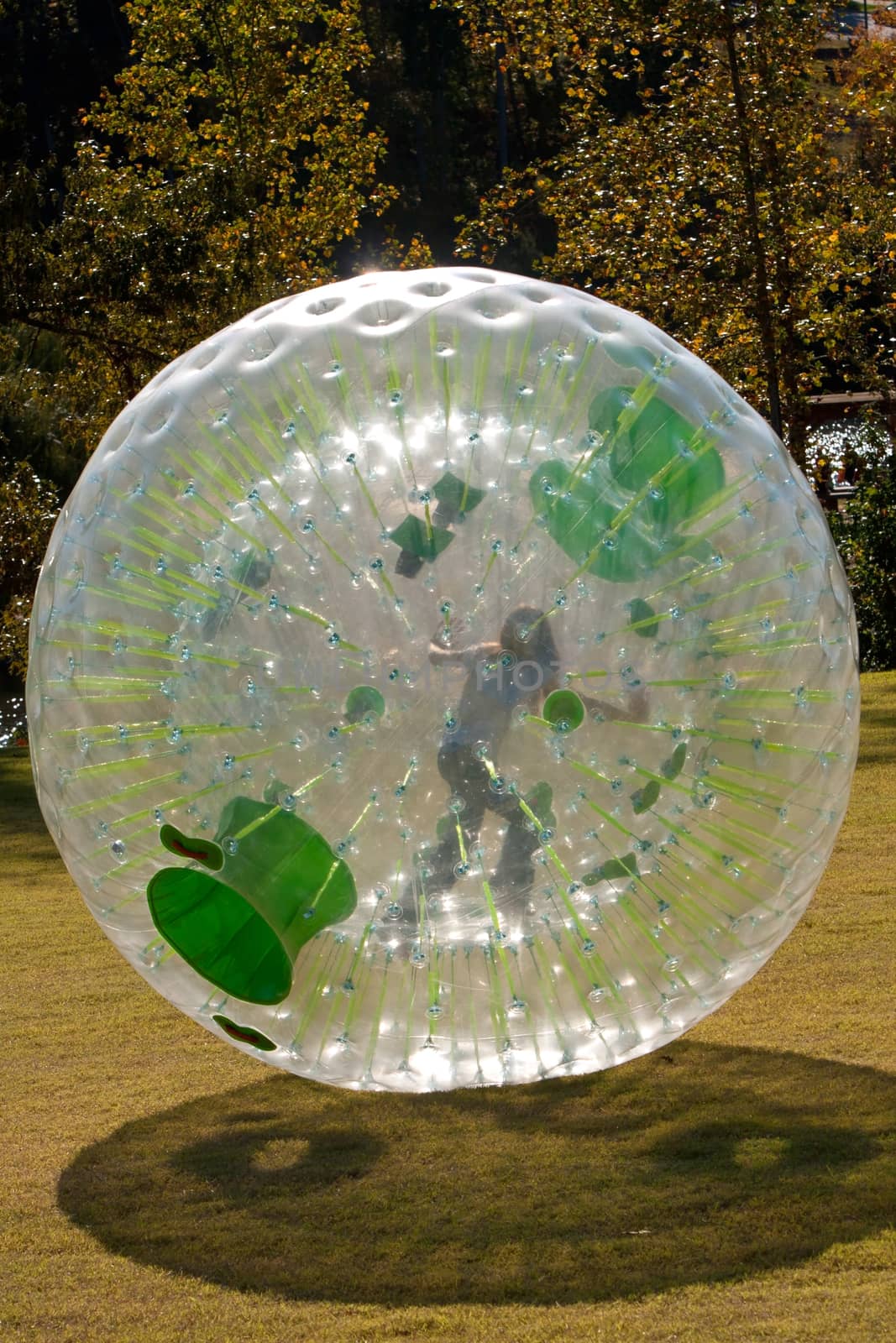 A girl rolls around inside a zorb at a fall festival. 