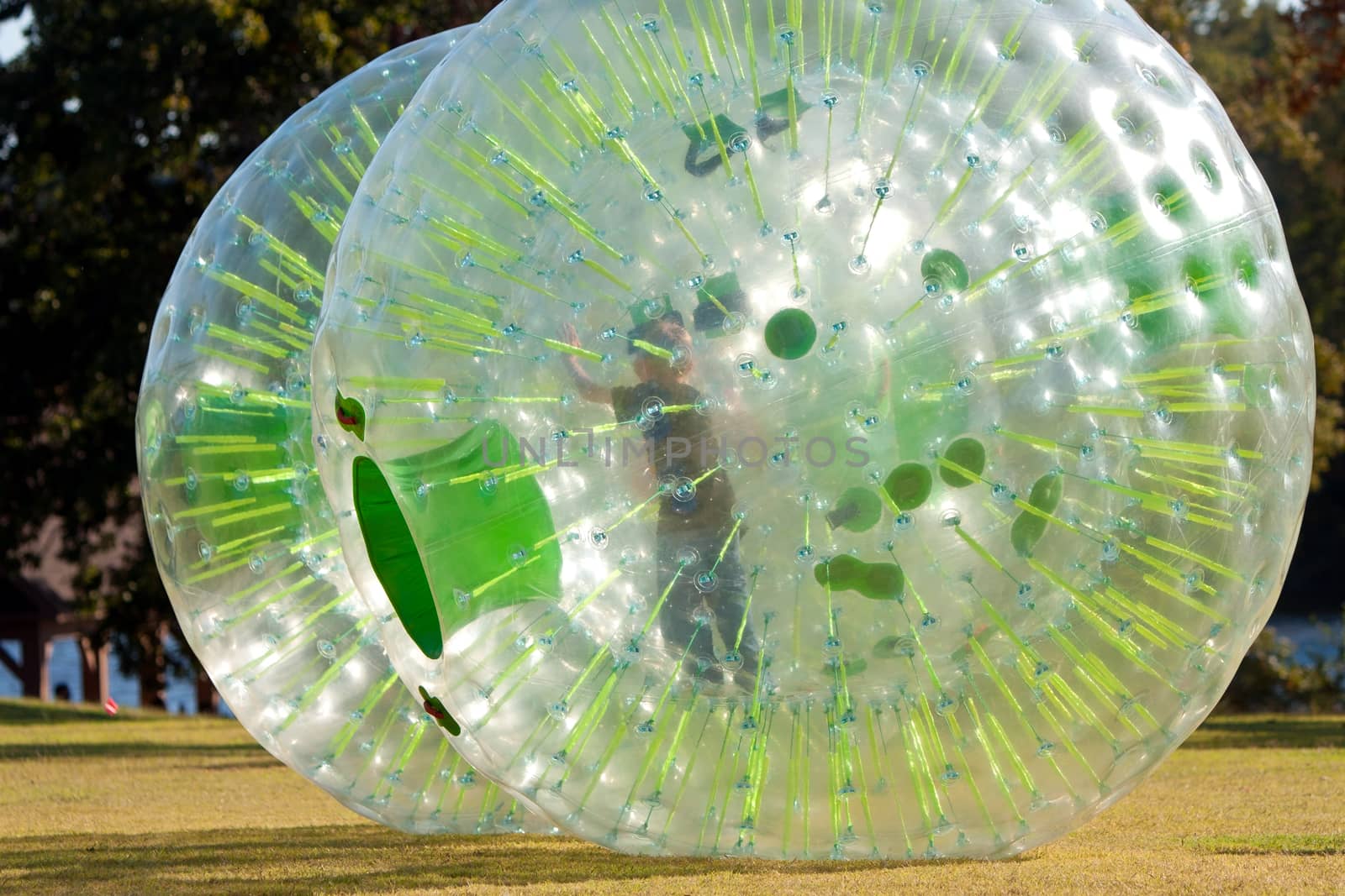 A child playing inside a zorb pushes from the inside, at a fall festival. 