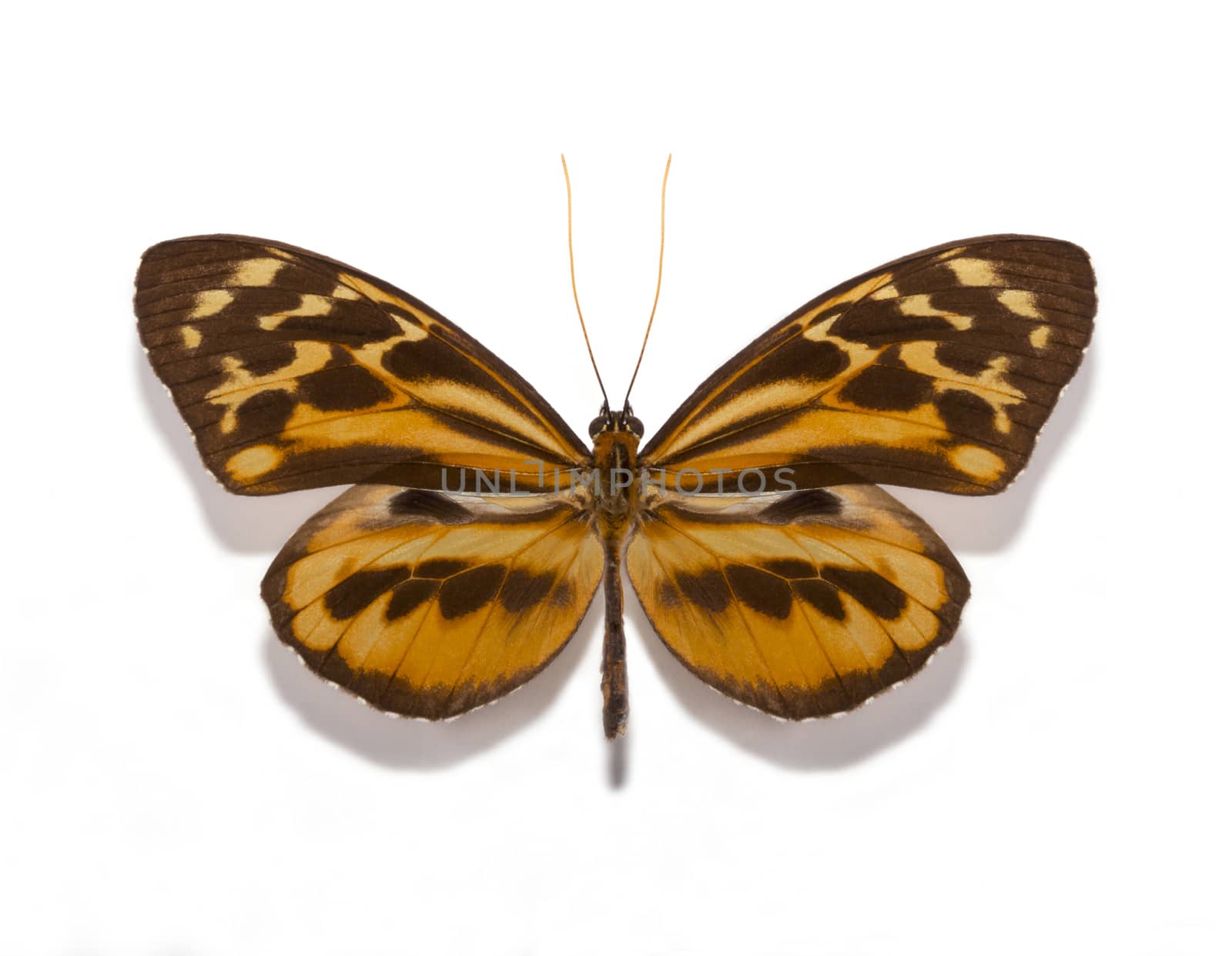 Tithorea harmonia gilberti butterfly by Olvita