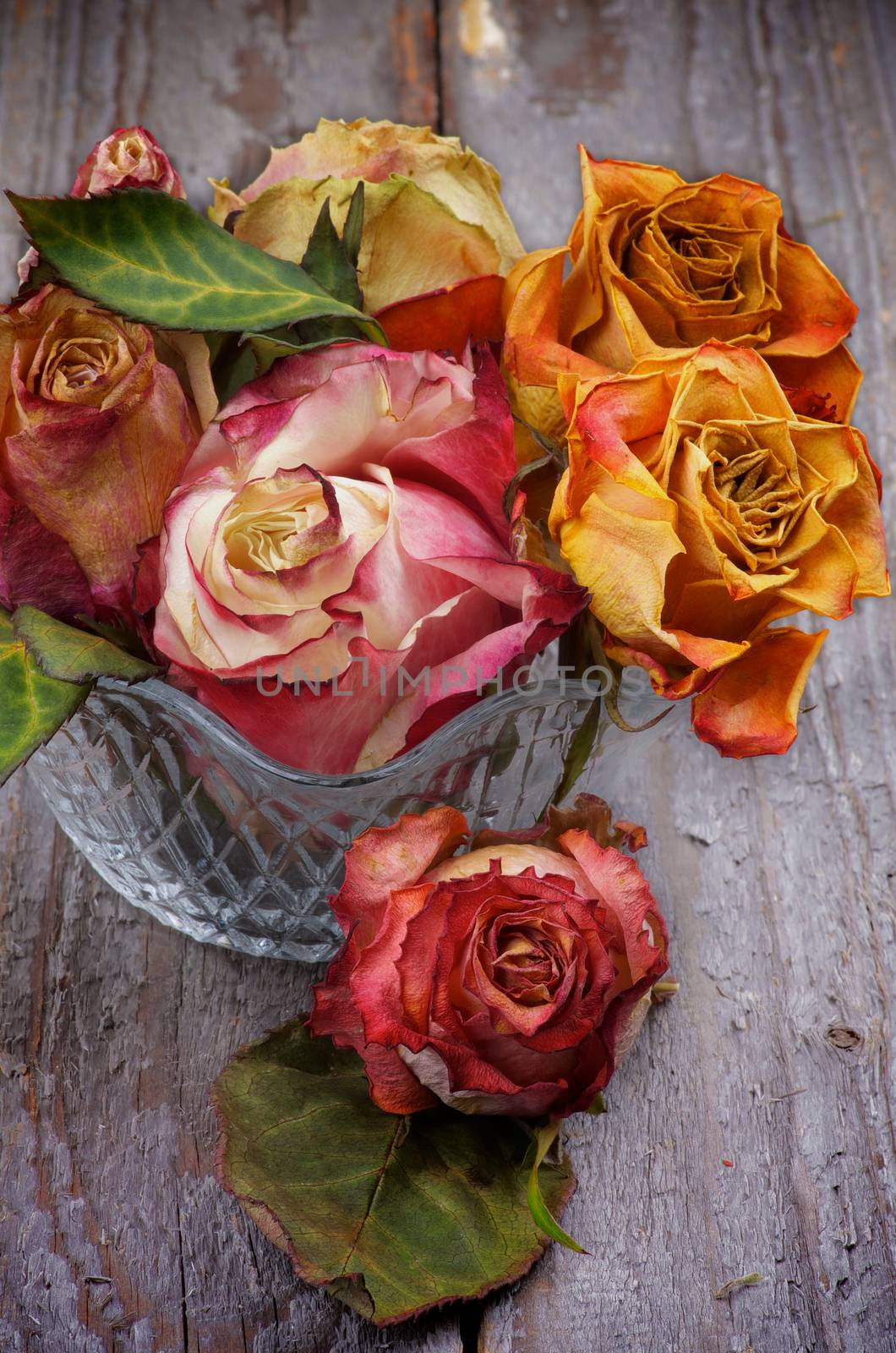 Bunch of Colorful Withered Roses in Glass Vase isolated on Rustic Wooden background