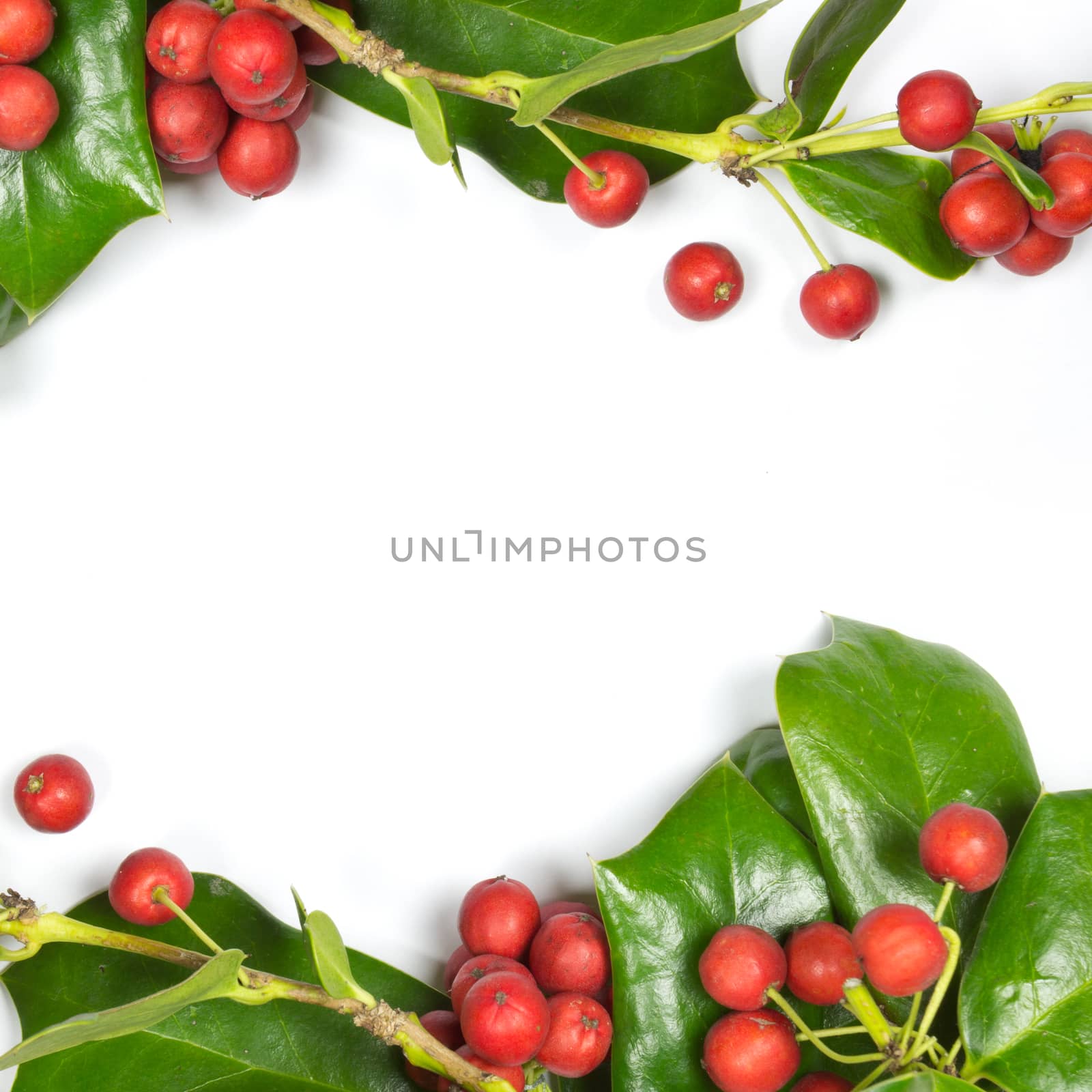 Christmas Border of holly on white background  by wyoosumran