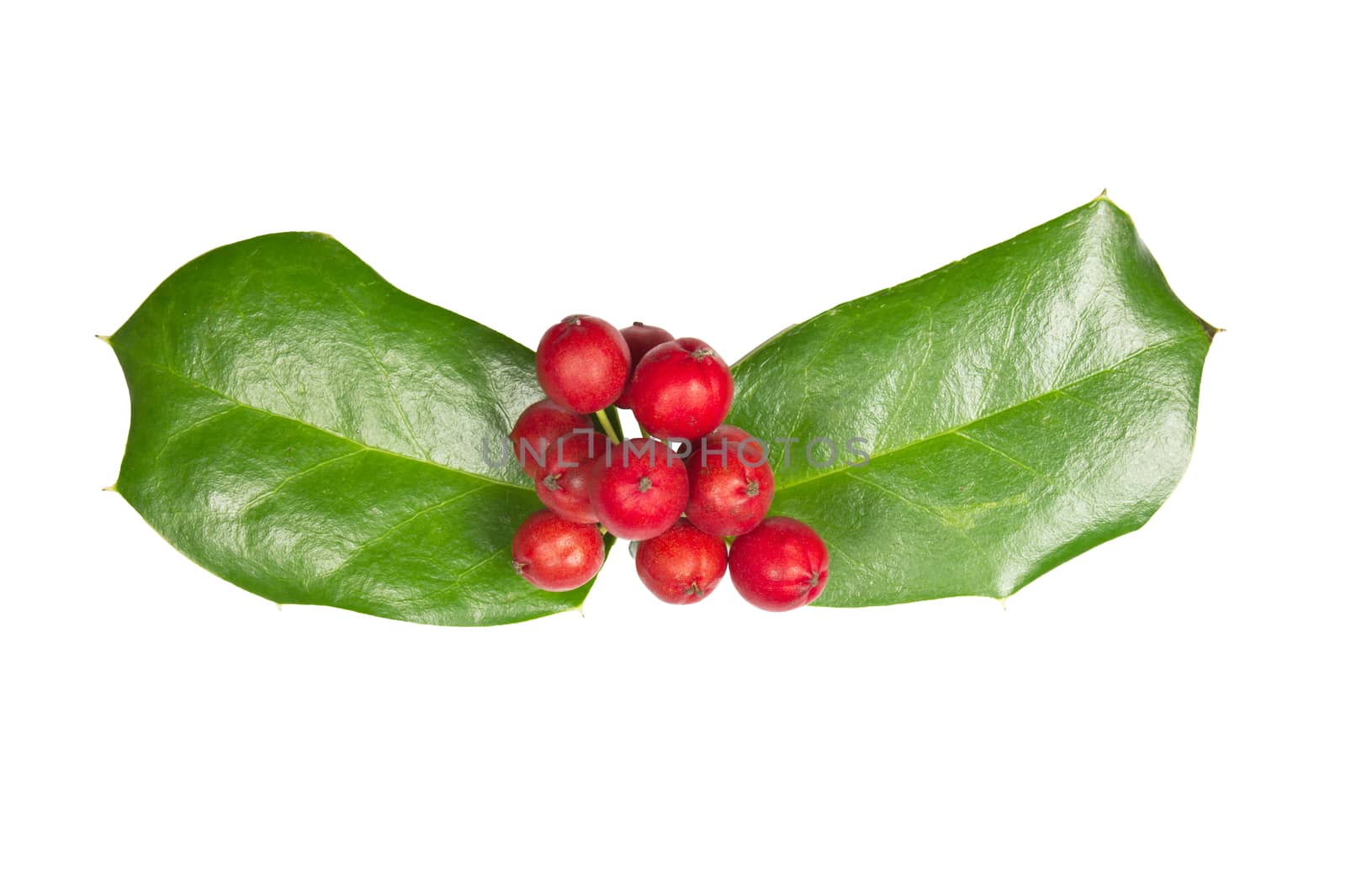 Holly Christmas decoration with  Clipping path 