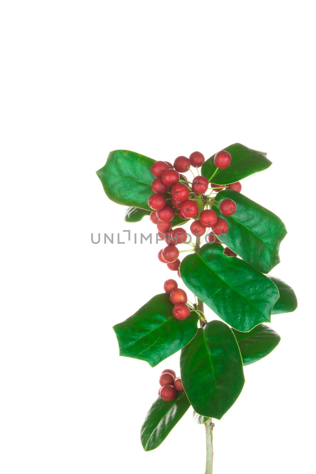 Christmas Border of holly on white by wyoosumran