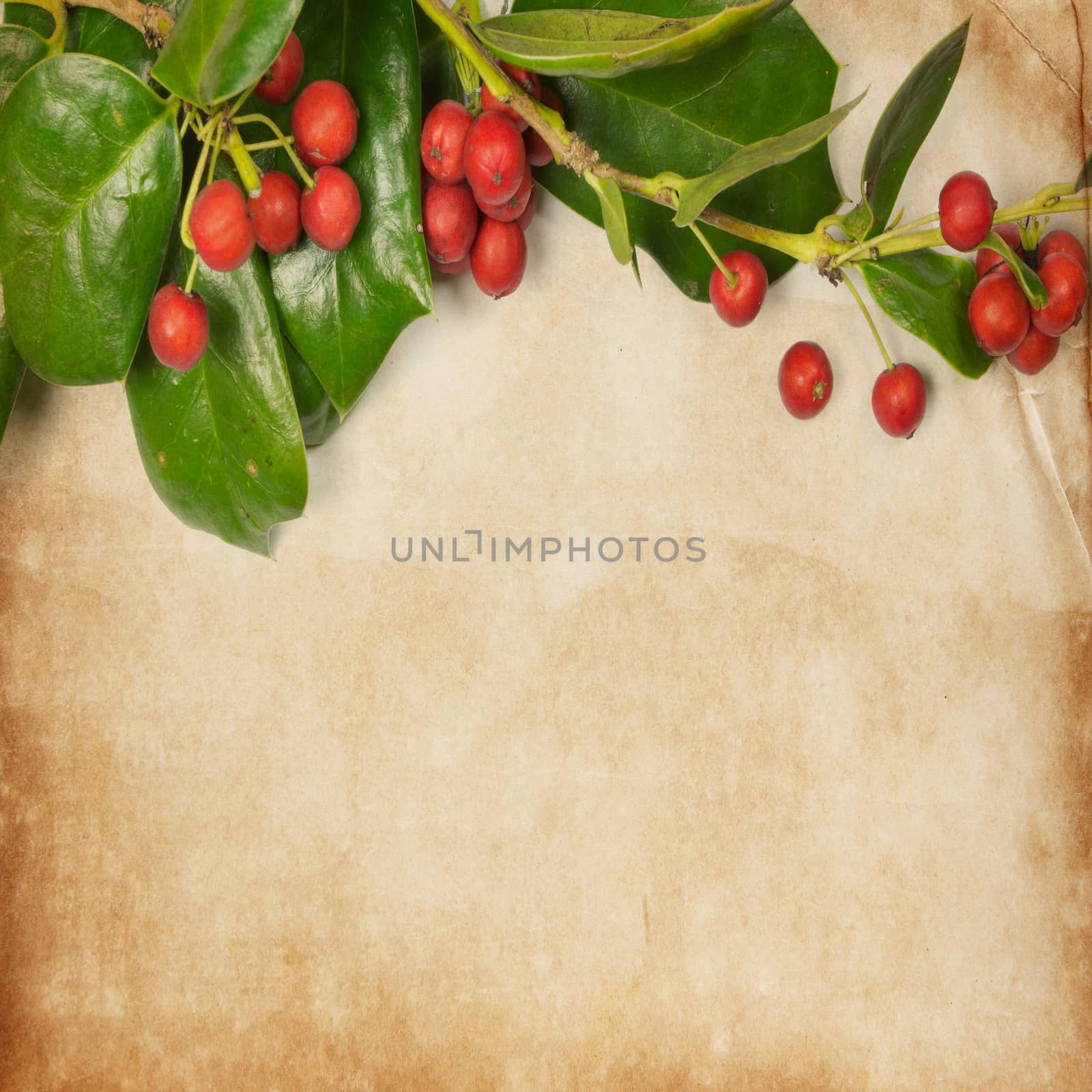 Holly Christmas vintage style grunge paper background