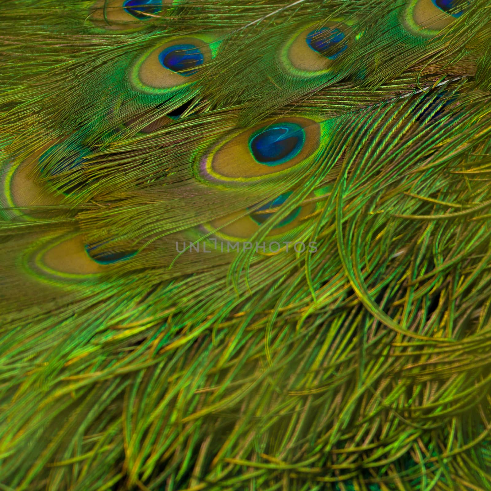 Close up Peacock feather use for background