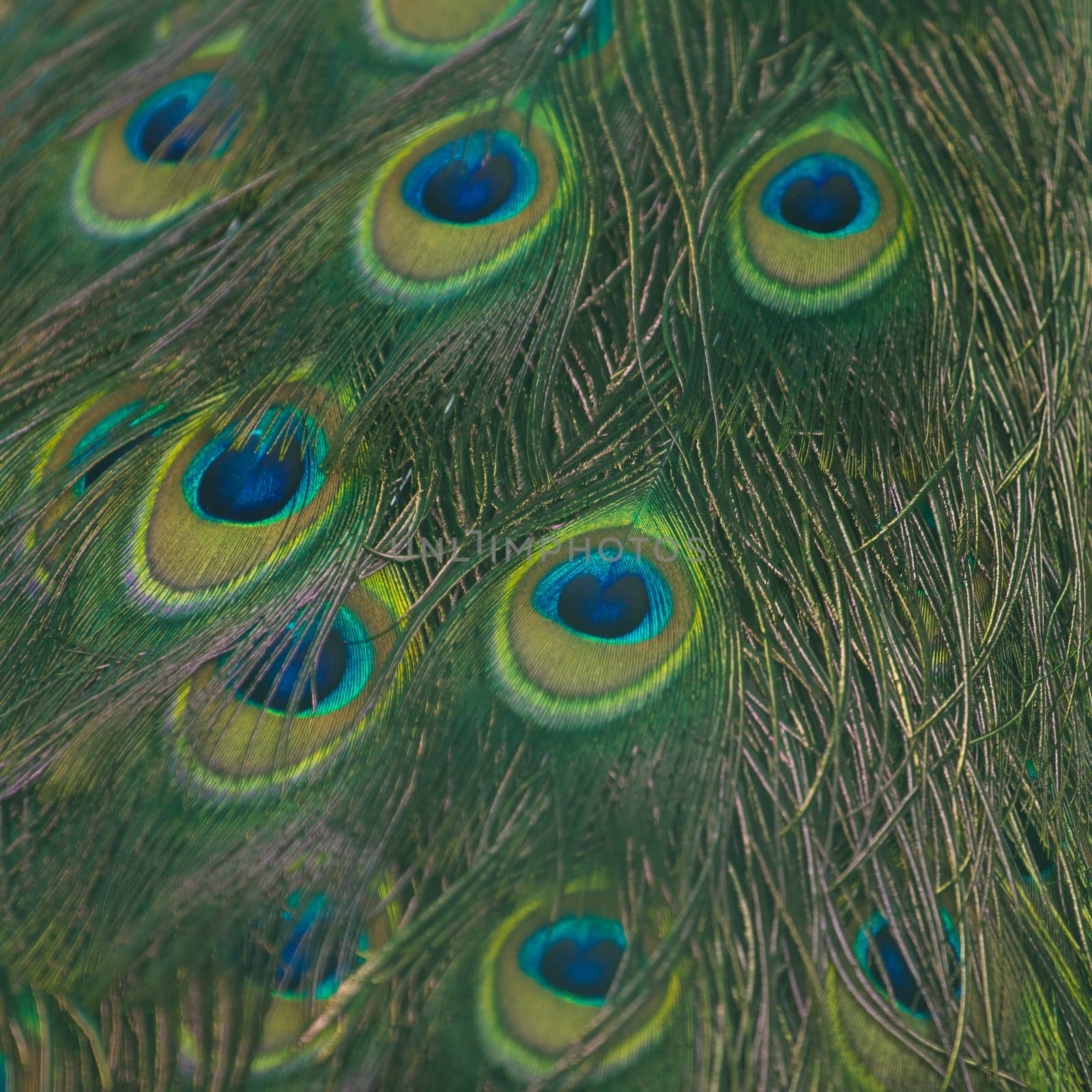 Peacock feathers texture for background