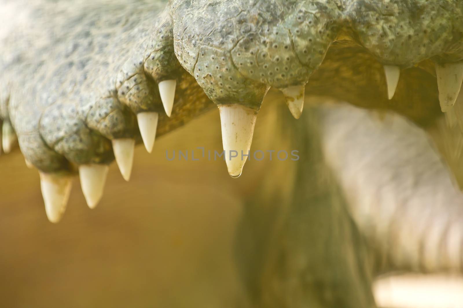 Crocodile closeup side view of teeth  by wyoosumran