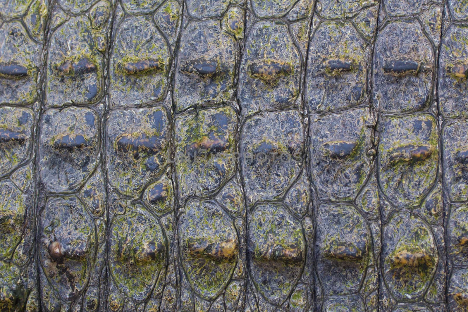 Crocodile skin texture for background