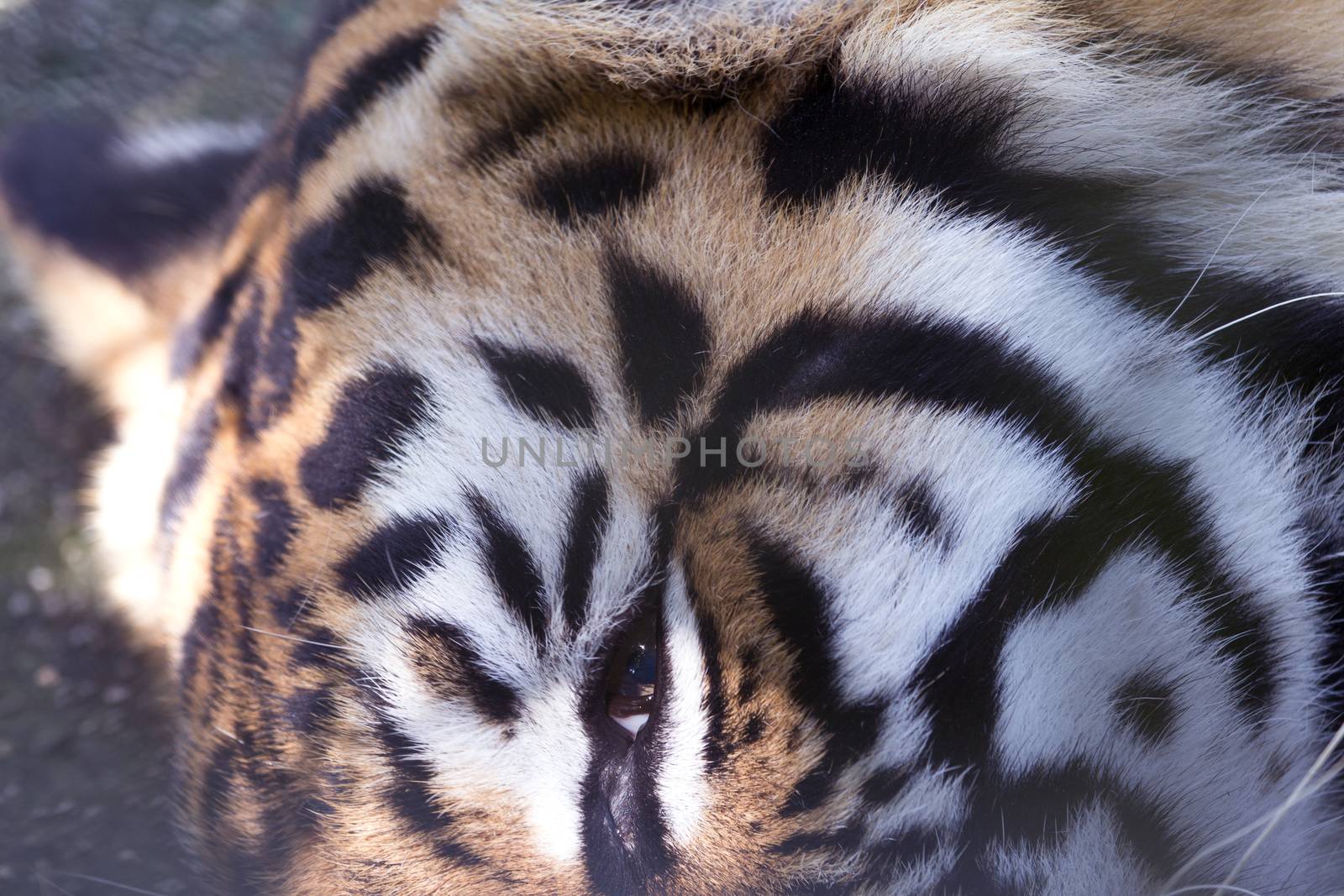 eye of the tiger  by wyoosumran