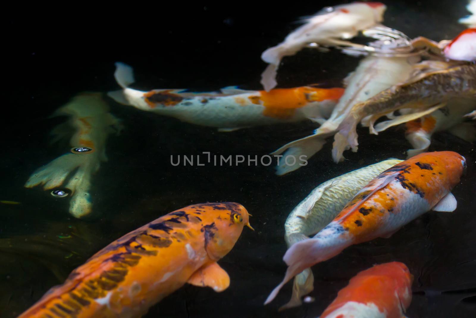 koi fish swimming in the pond 