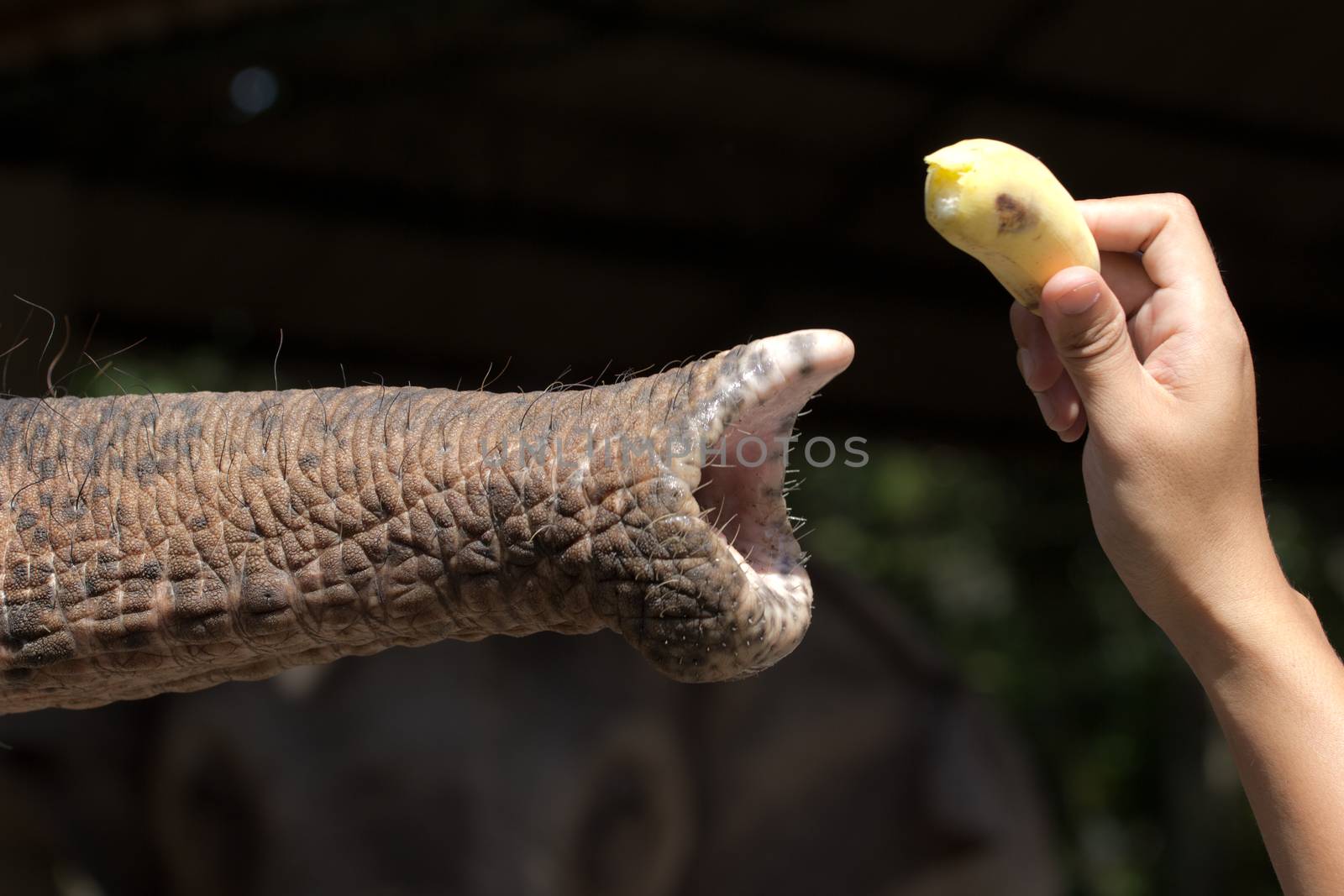 Men hand feeding an elephant with banana