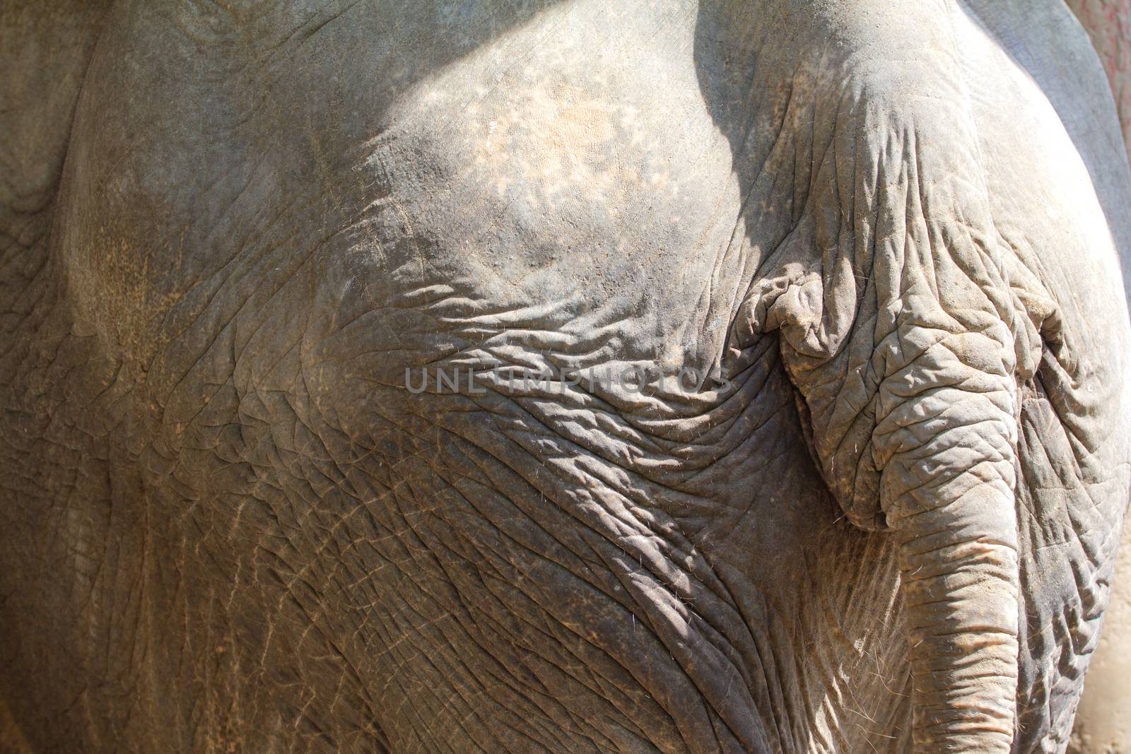 Backside of an Asia Elephant