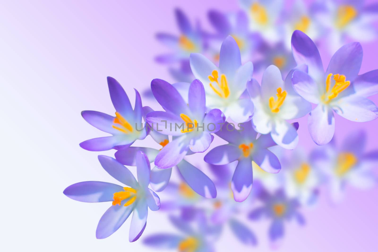 Alpine crocuses tender spring flowers on blurred background with free copy-space place for your text