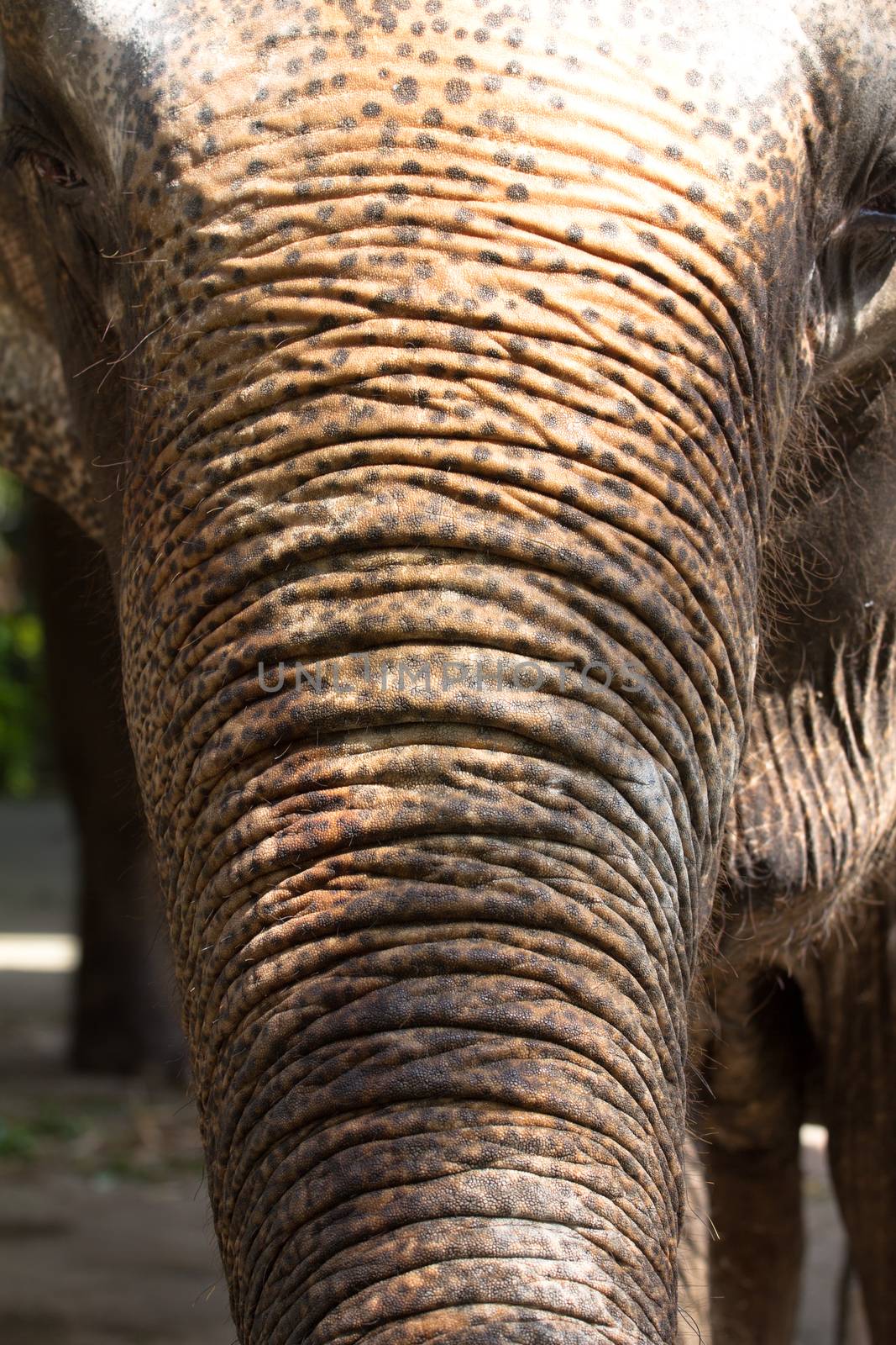 close-up of an Elephant head and trunk