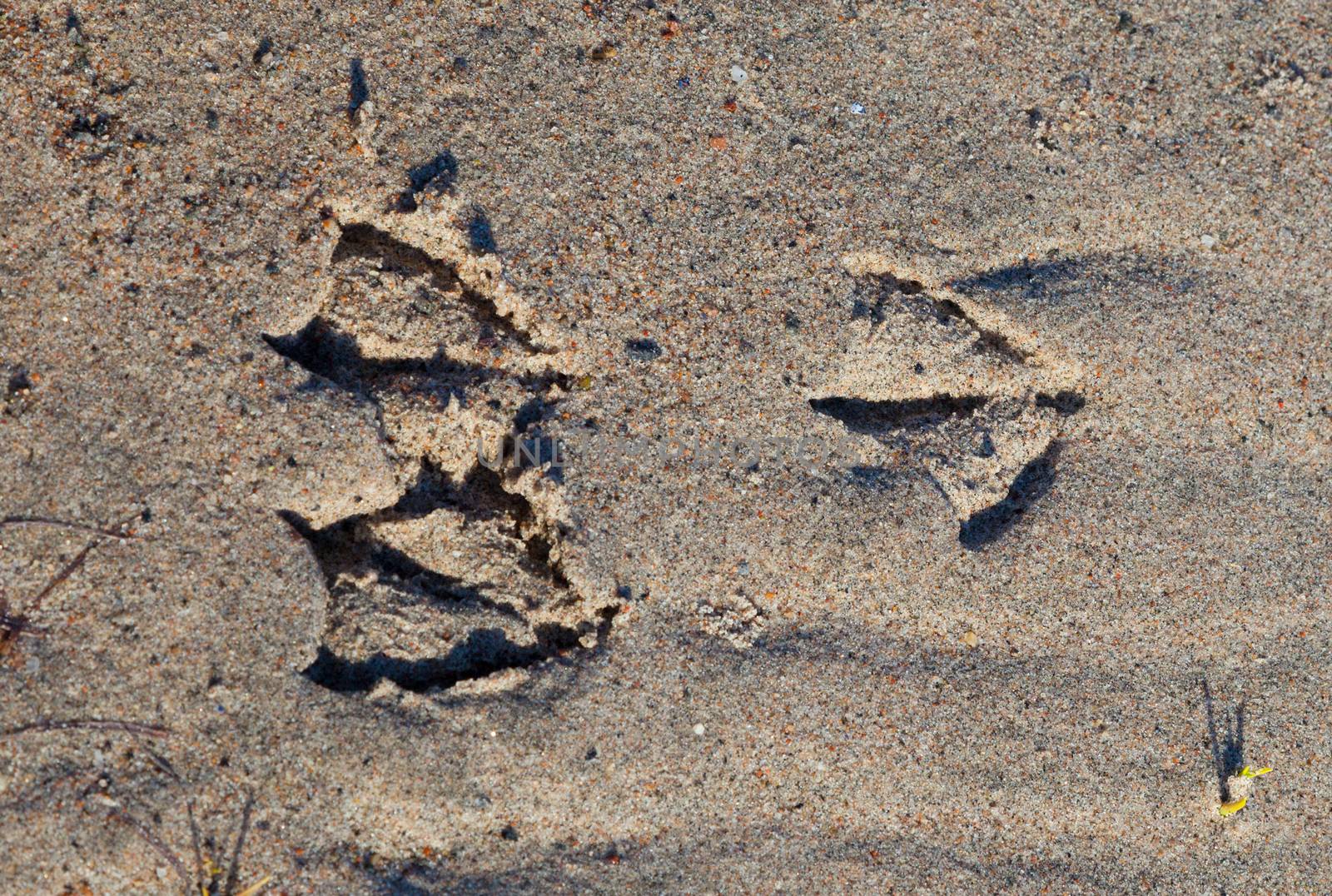 bird footprints in sand  by AleksandrN