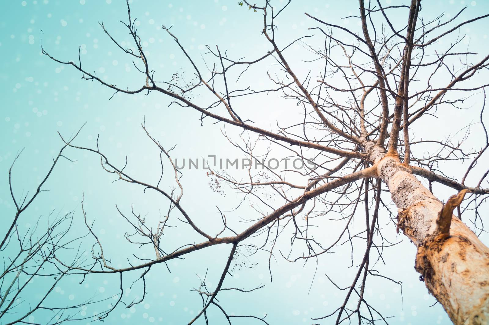 Branches by apichart