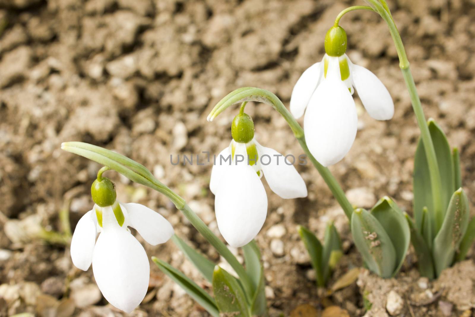 Snowdrops at spring time growing in the nature.