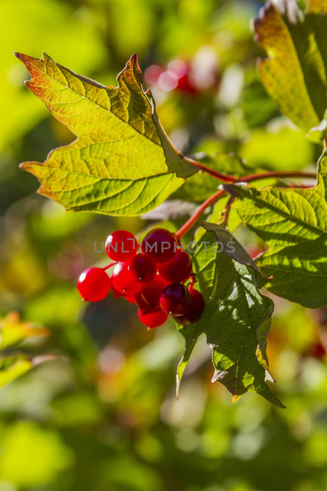 Bright red berries on tree
