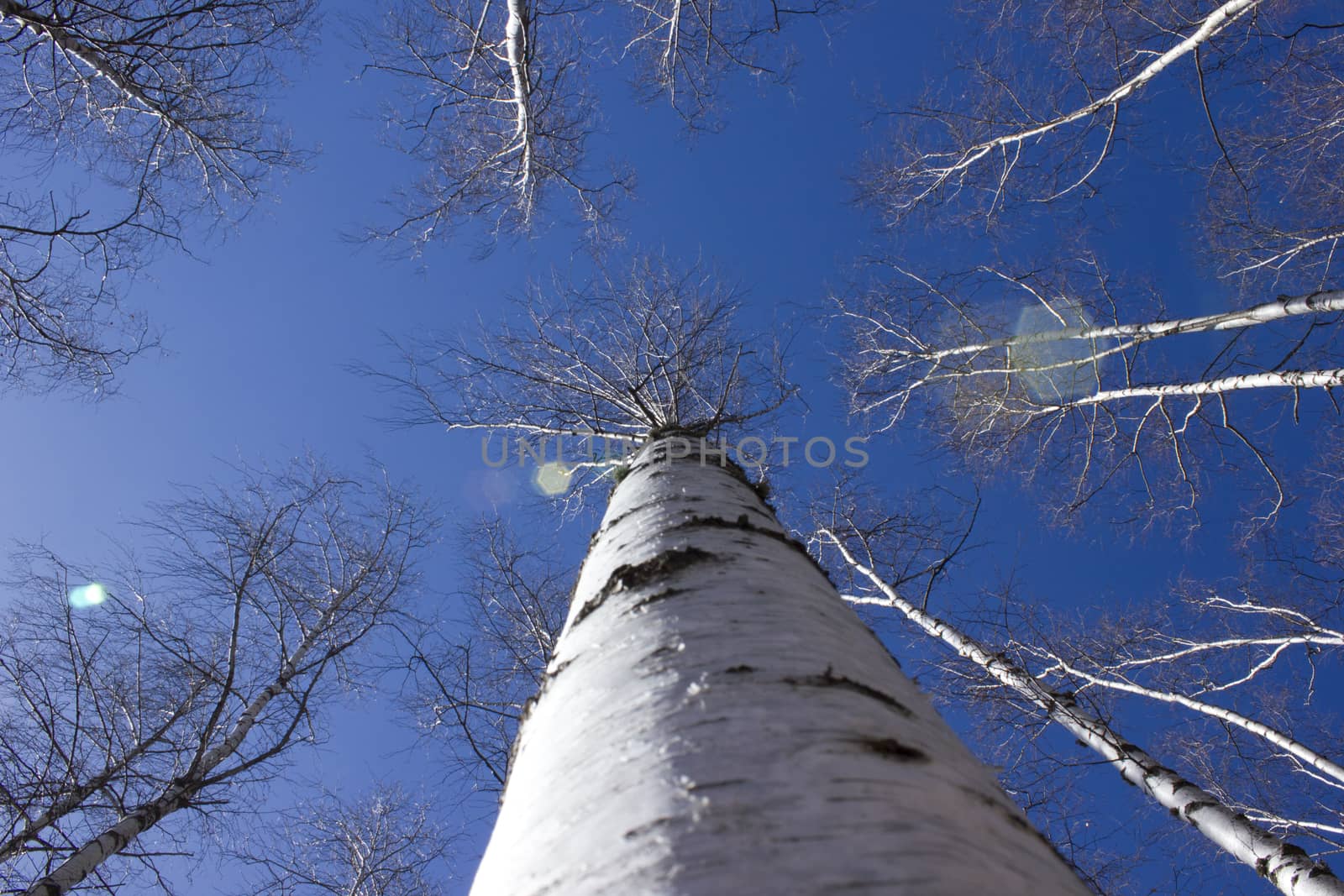 Britch tree forest at spring time.