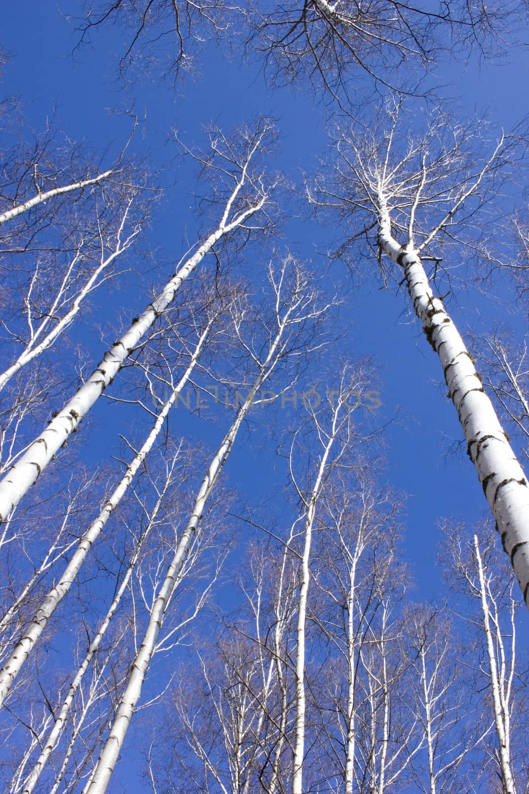 Britch tree forest at spring time.