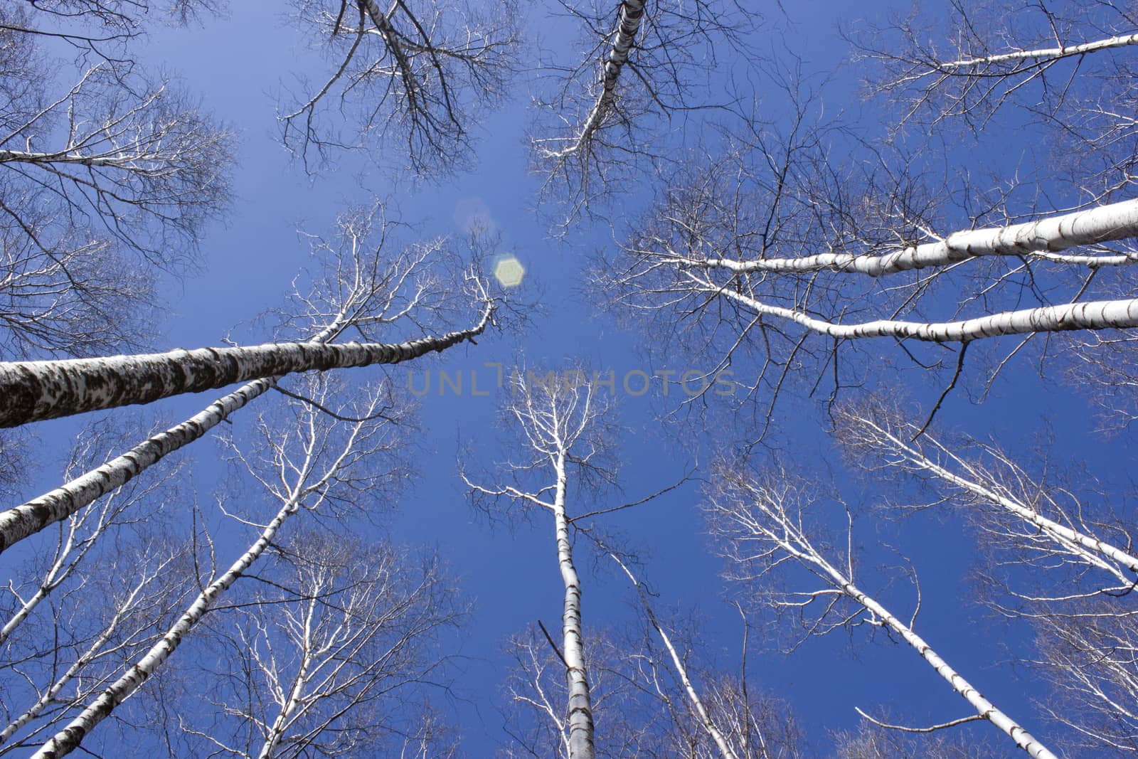 Britch tree forest at spring time.