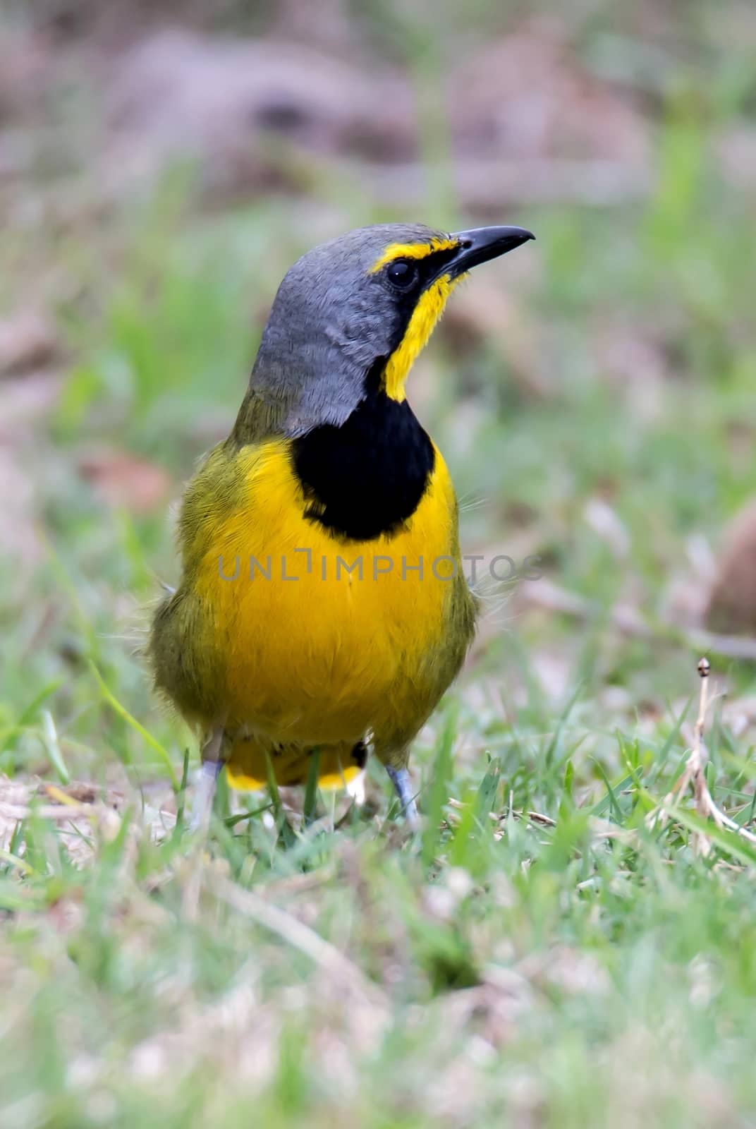 Striking yellow and black Bokmakierie bird from South Africa