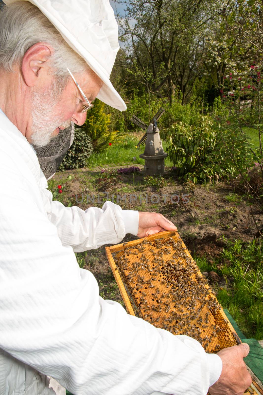 Beekeeper caring for bee colony by ikonoklast_fotografie