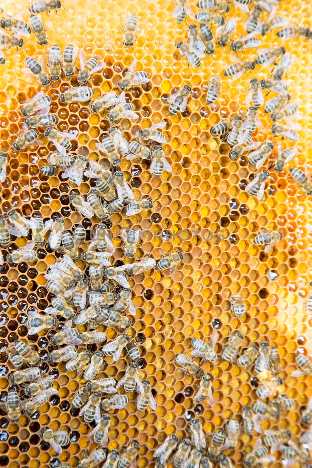 Bees on honeycomb in a beehive by ikonoklast_fotografie