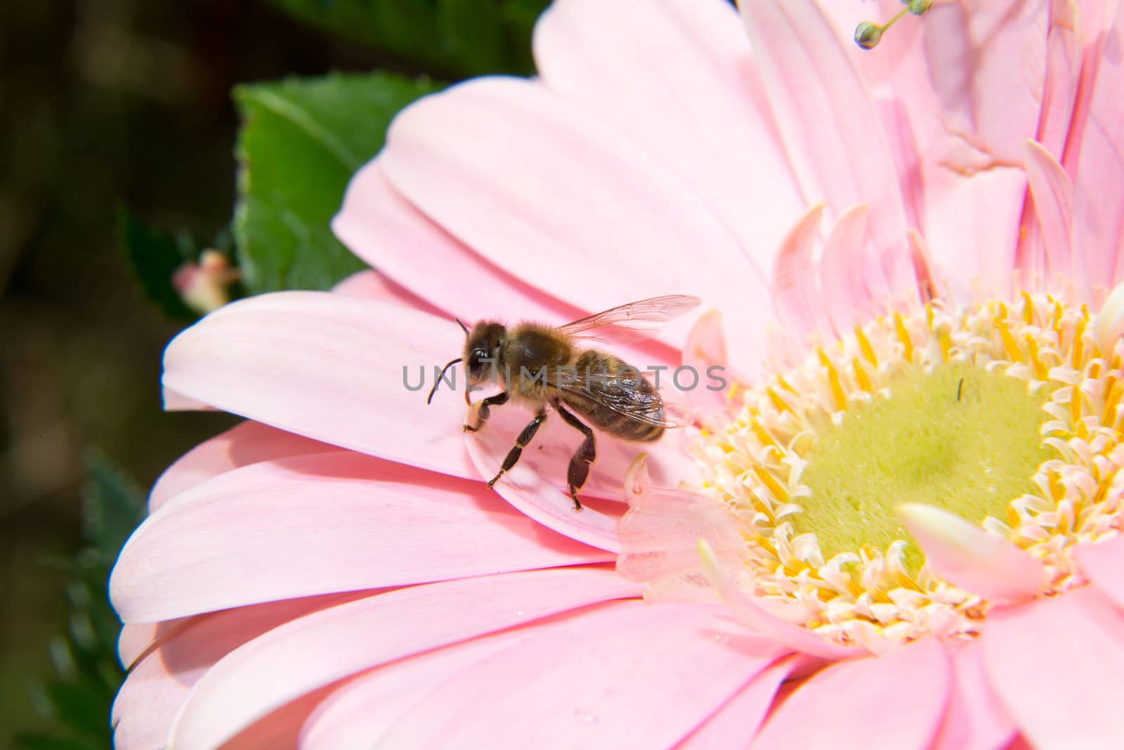 Bee collecting honey or pollen on a flower