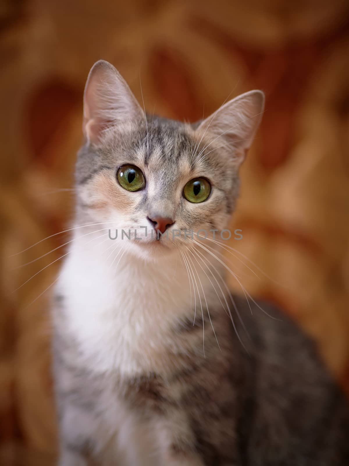 Portrait of a gray green-eyed cat. by Azaliya