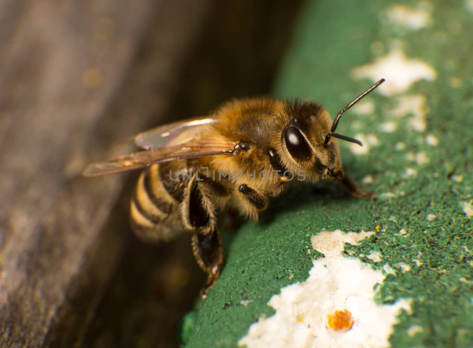 Closeup or macro photo of a bee at beehive