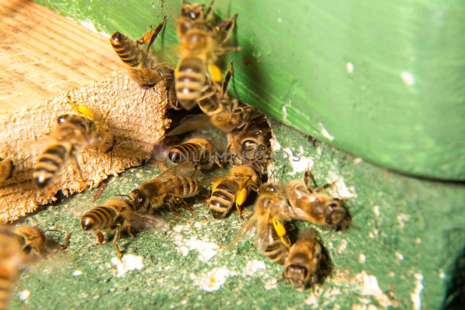 Many bees at beehive entering or leaving the bee colony