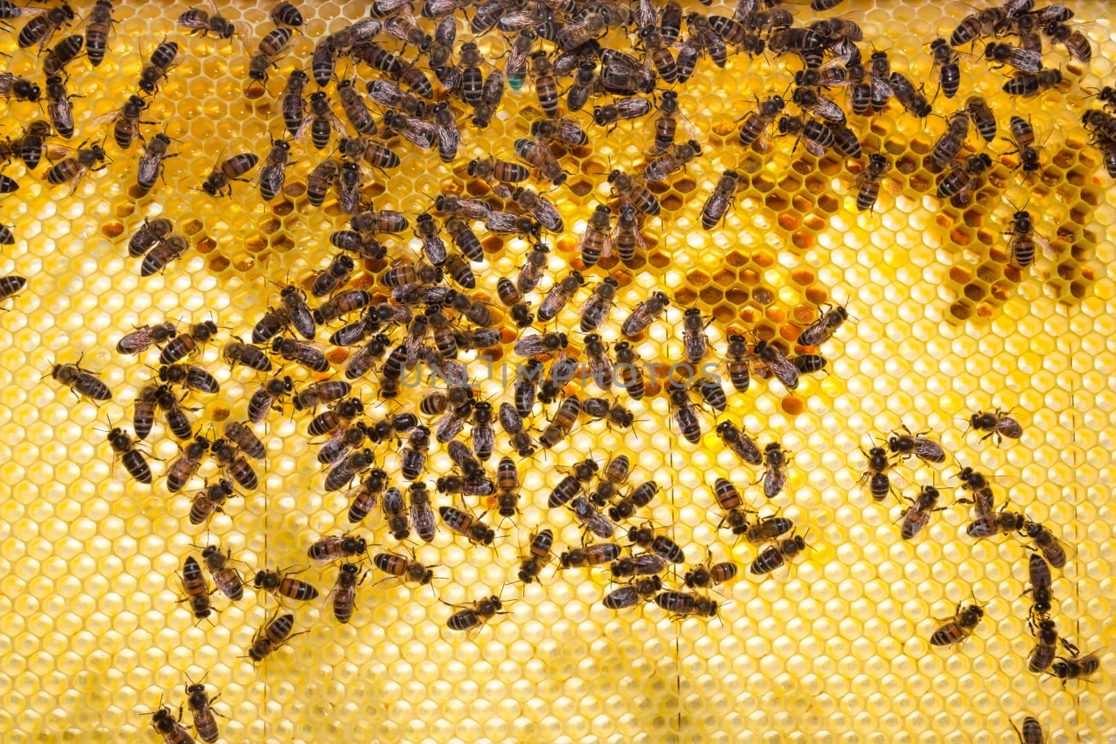 Bees on honeycomb in a beehive by ikonoklast_fotografie