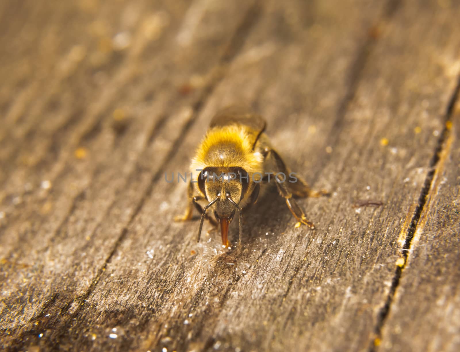 Closeup photo of bee at bee colony by ikonoklast_fotografie