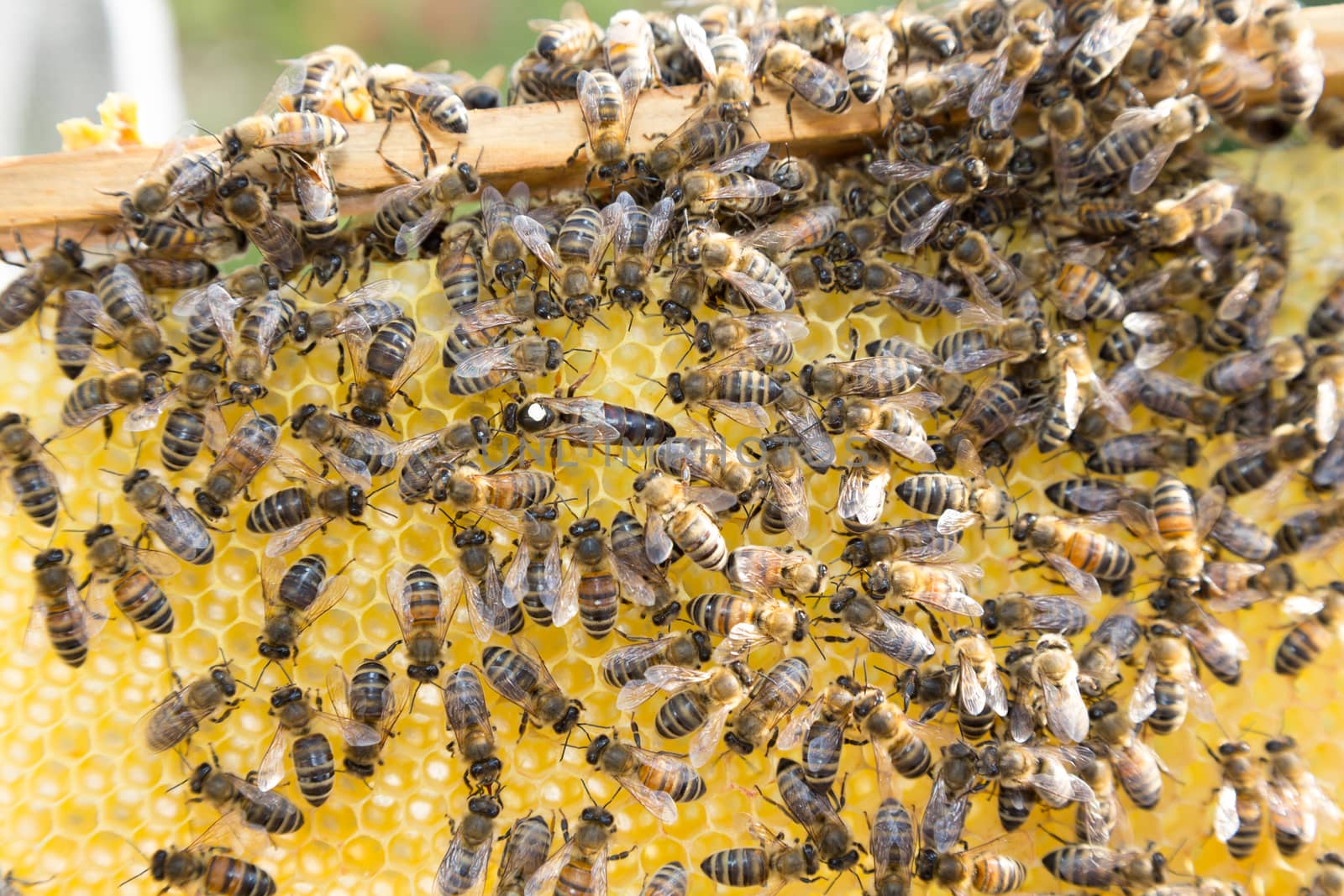 Queen bee in bee hive laying eggs by ikonoklast_fotografie
