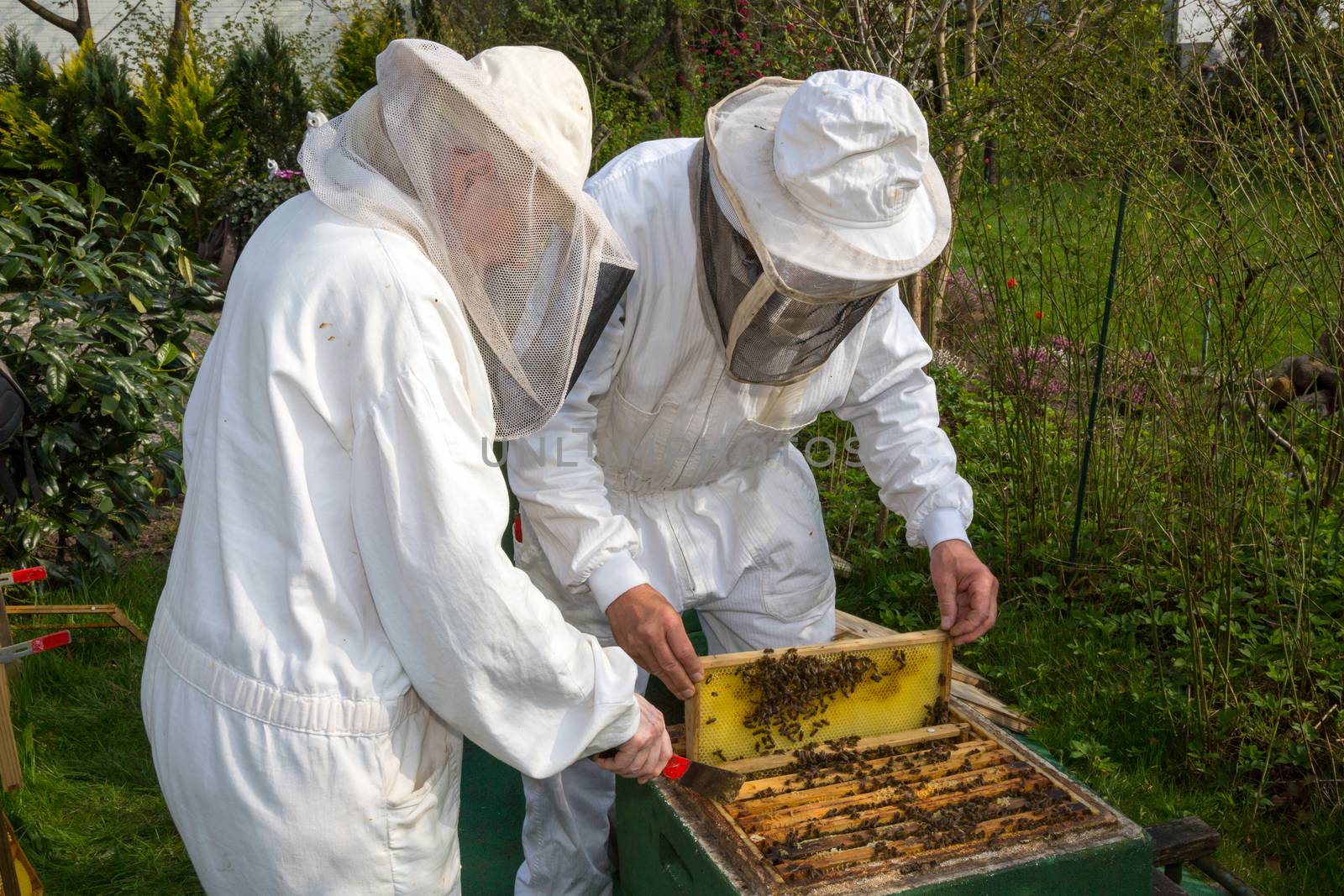Two beekeepers maintaining bee hive by ikonoklast_fotografie