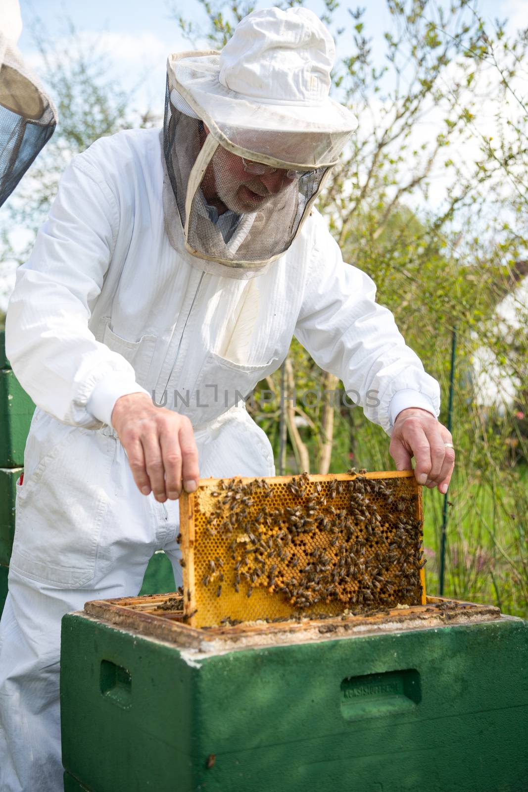 Beekeeper checking a beehive to ensure health of the bee colony or collecting honey