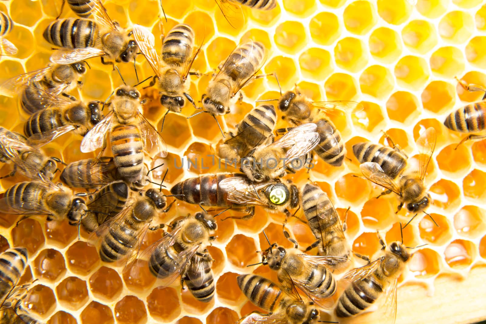 Queen bee in bee hive laying eggs by ikonoklast_fotografie