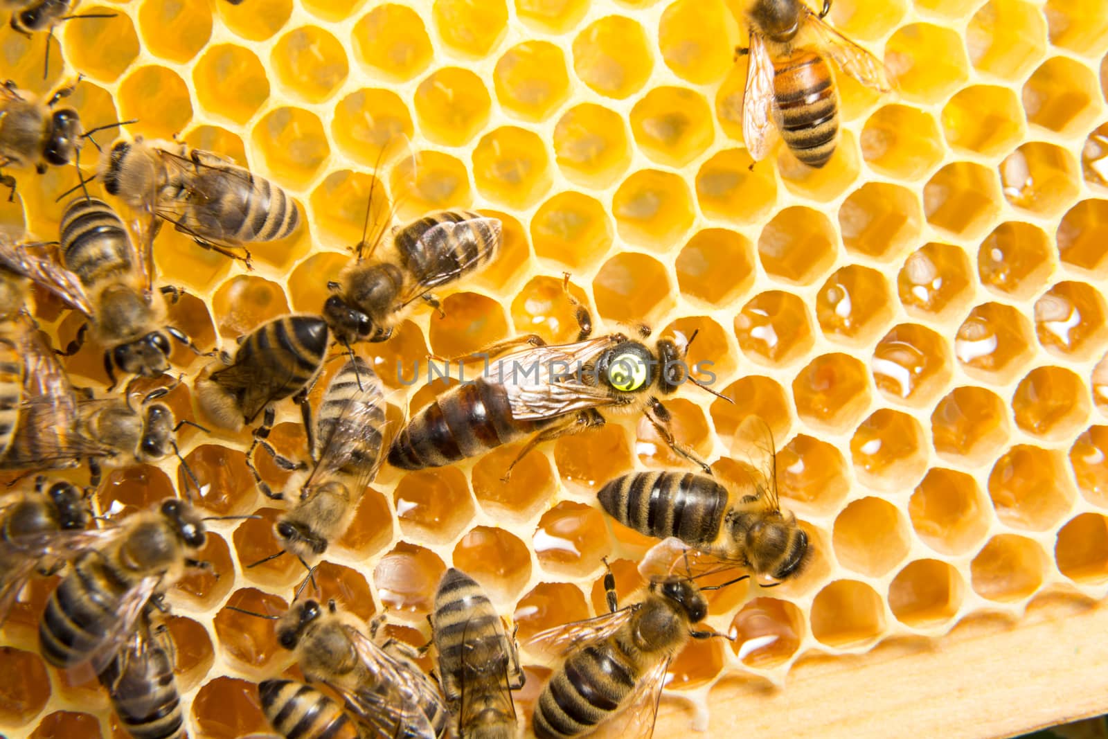 Queen bee in a beehive laying eggs supported by worker bees