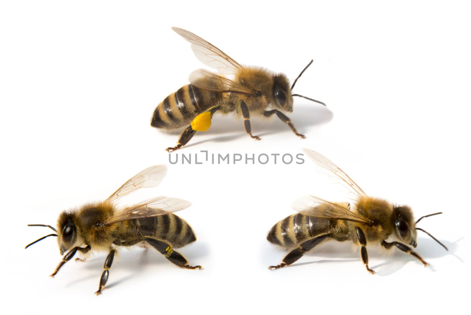 Bees isolated in front of white background