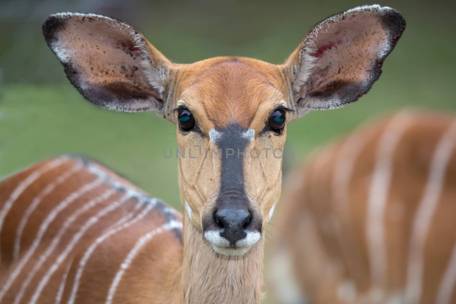 Female Nyala Antelope by fouroaks
