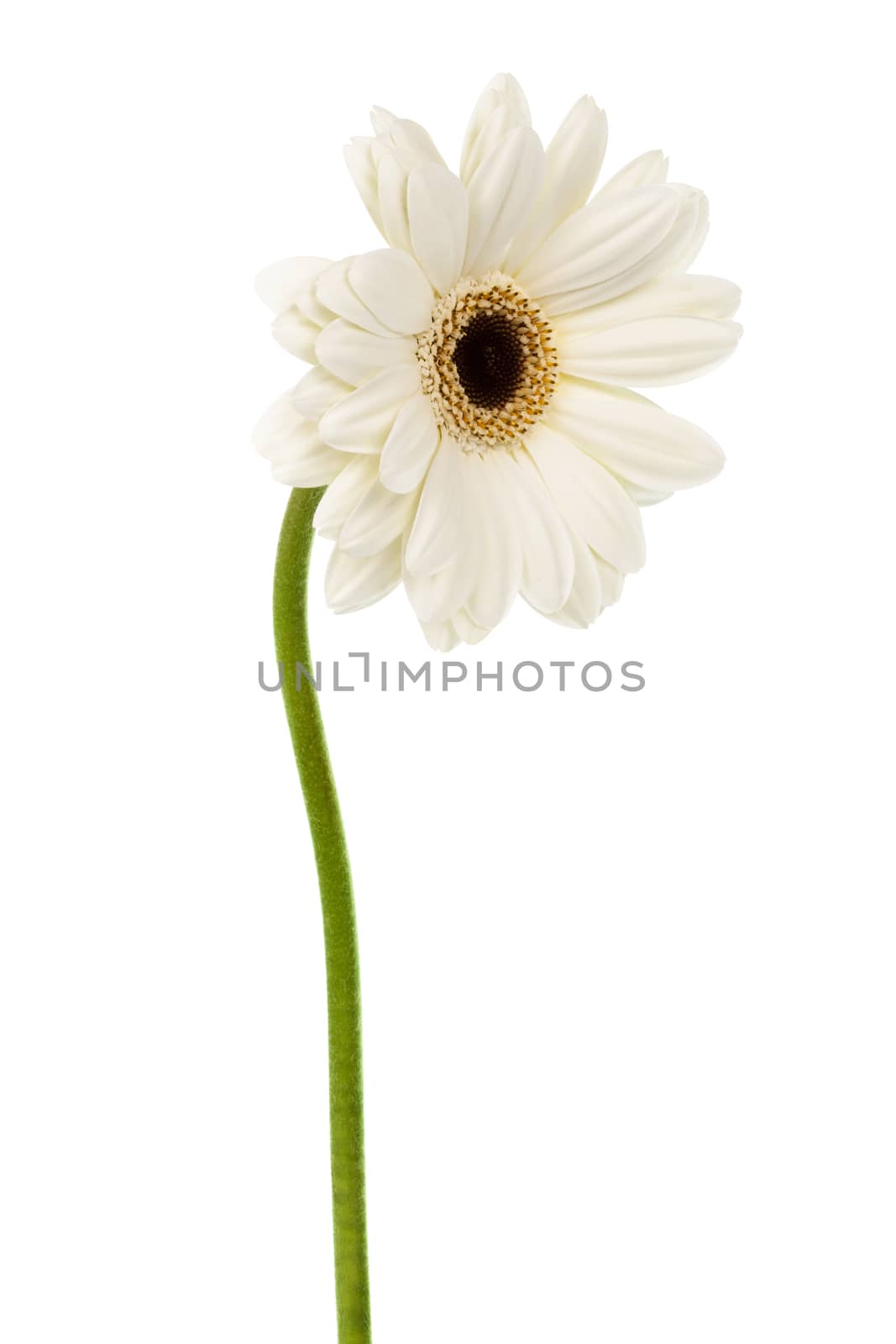 freshness beauty gerber on a white background