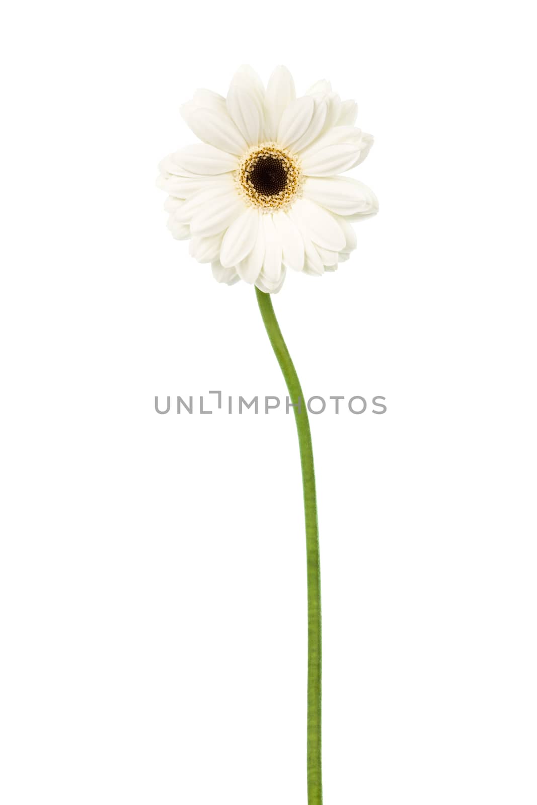 white beauty gerber on a white background