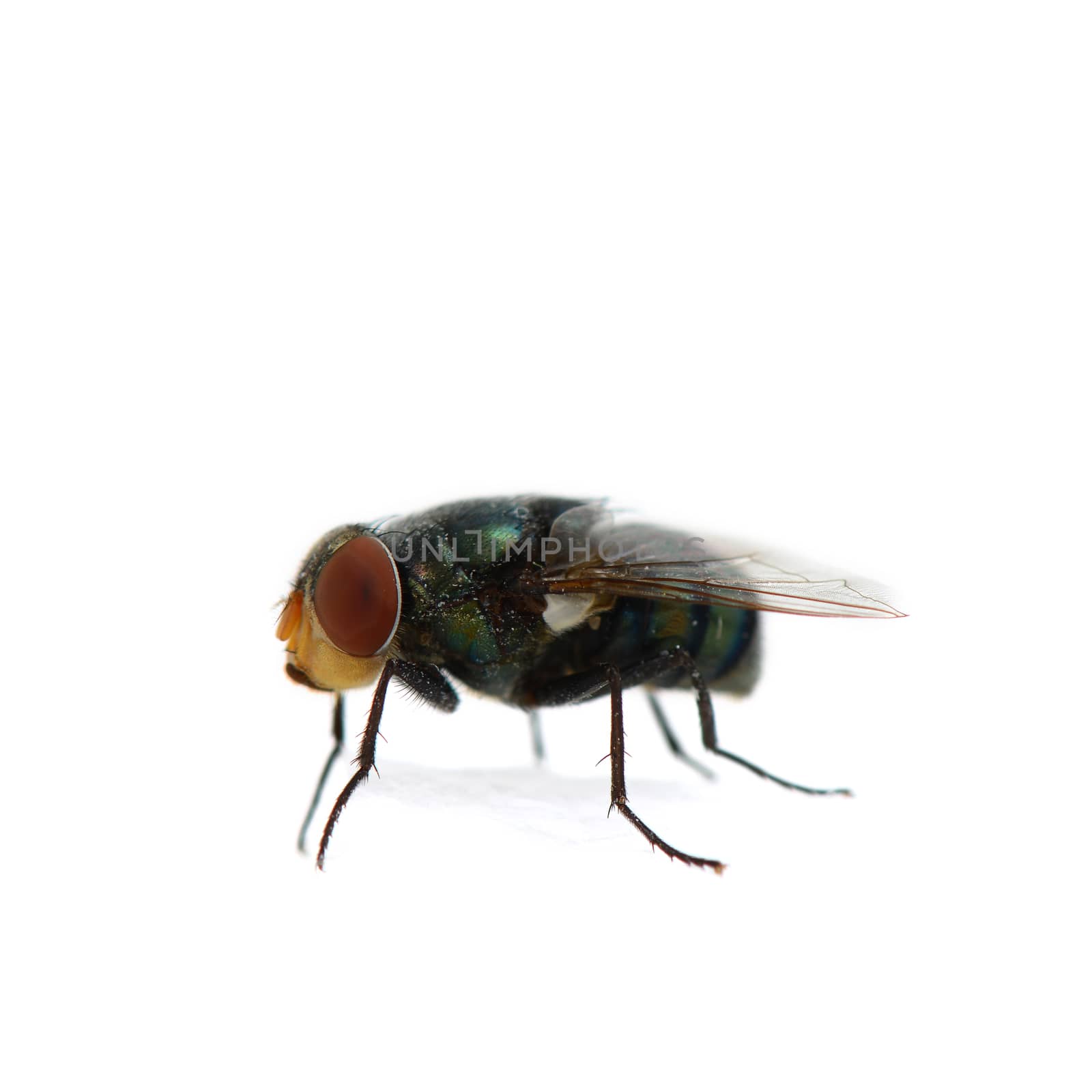 Fly on white background by antpkr