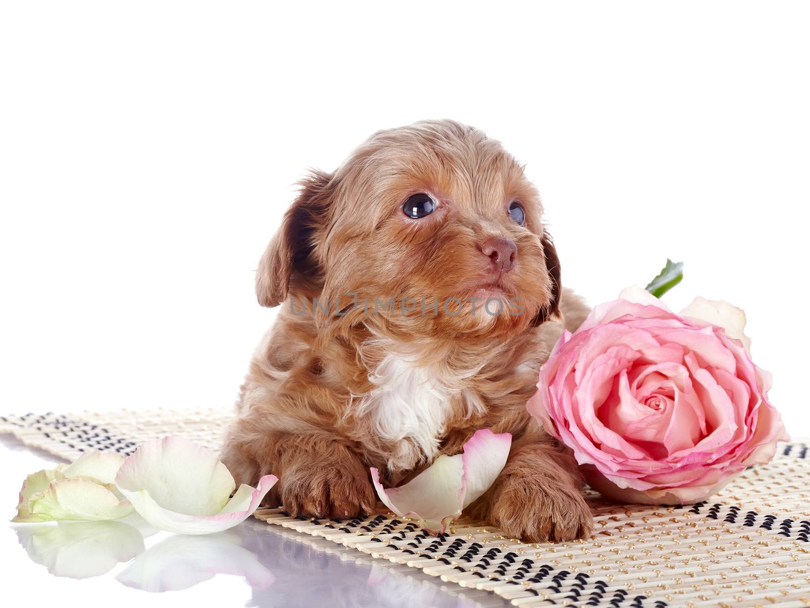 Puppy with a rose on a rug. Puppy of a decorative doggie. Decorative dog. Puppy of the Petersburg orchid on a white background