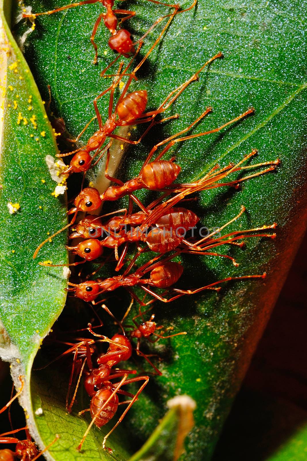 A red ant teamwork to create its resting