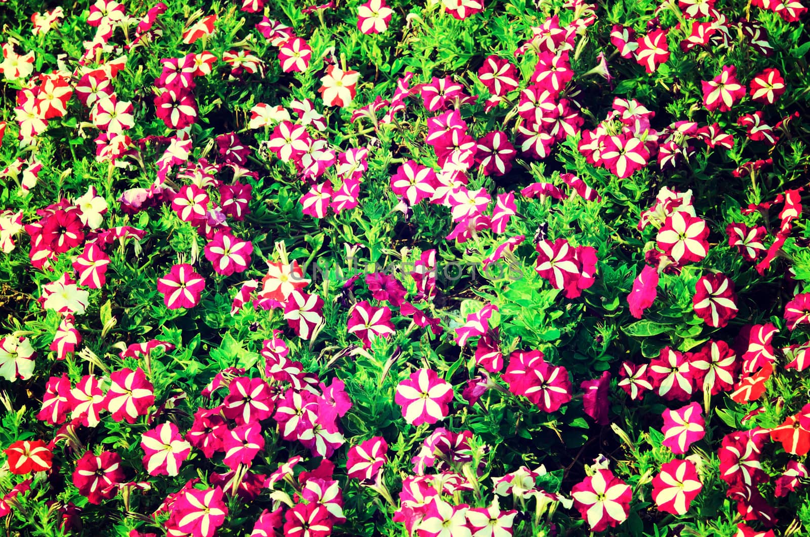 Phlox red and purple flowers in the garden. vintage