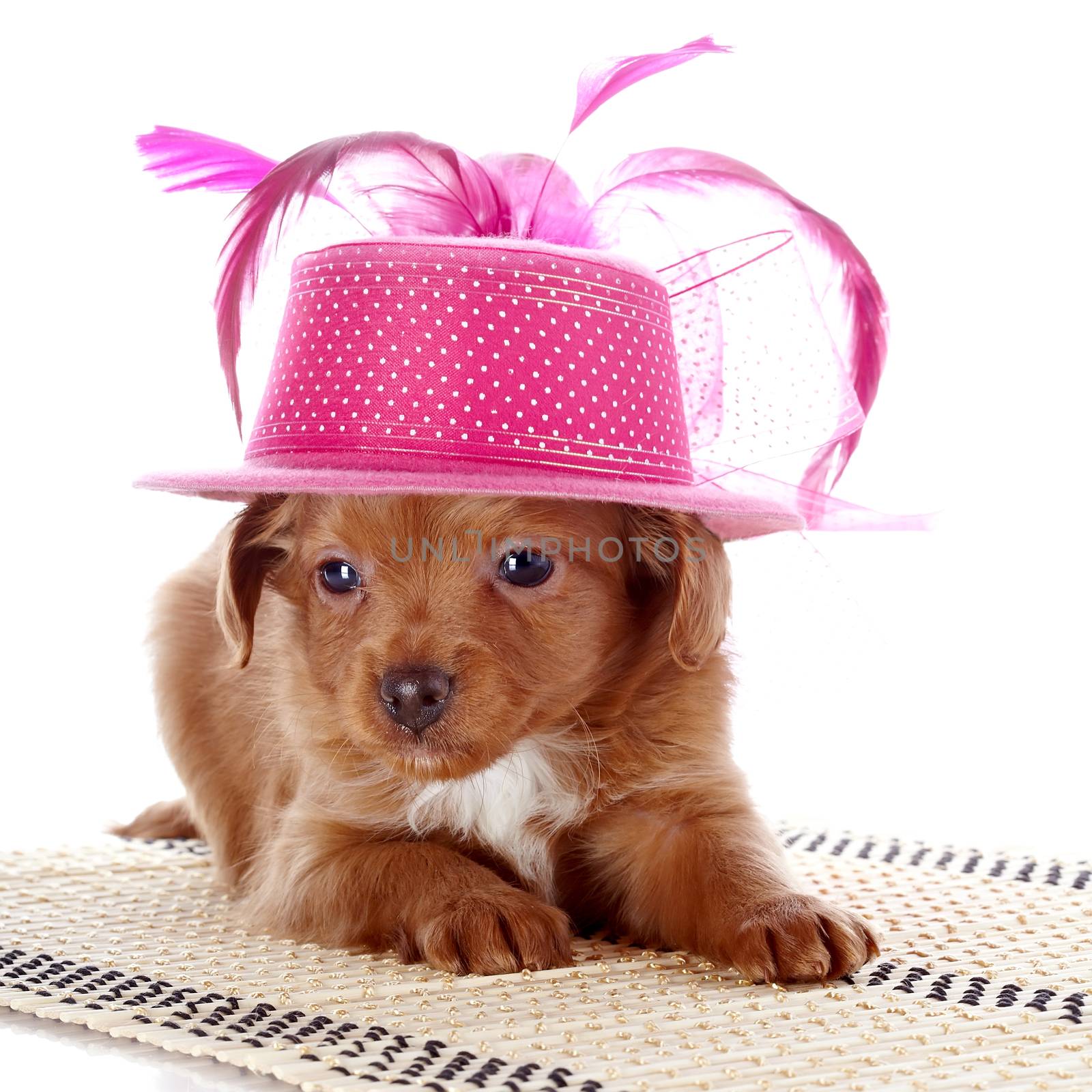 Puppy in a hat on a rug. by Azaliya