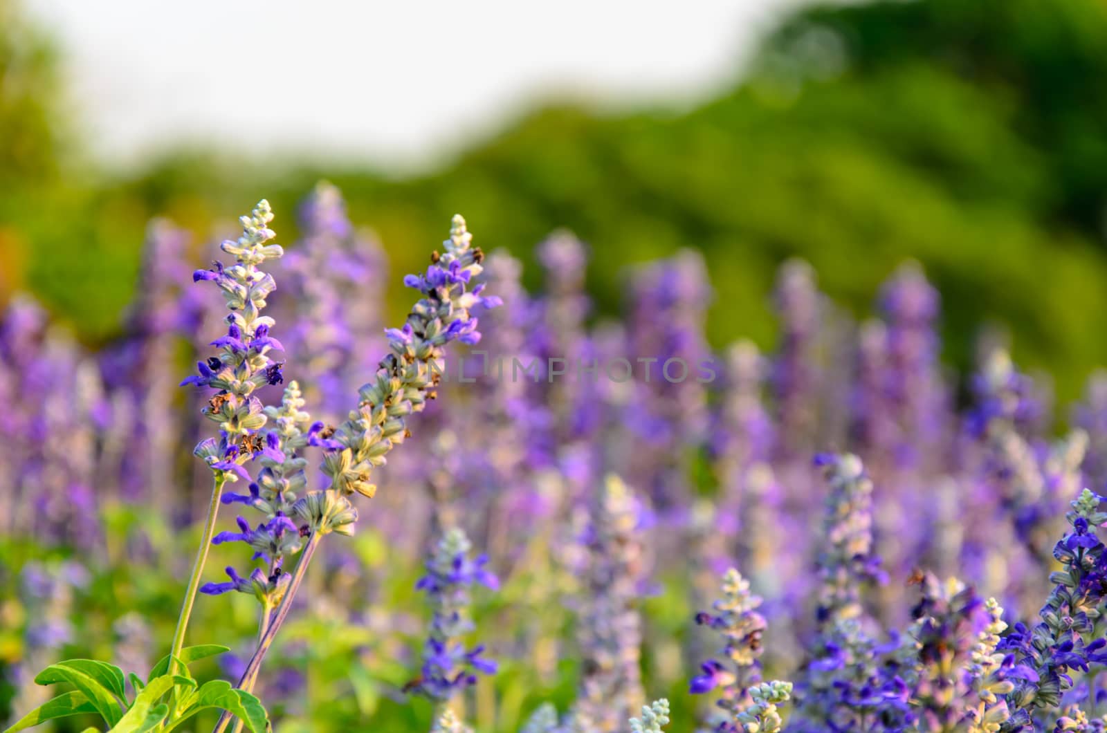 Angelonia goyazensis Benth. by aoo3771